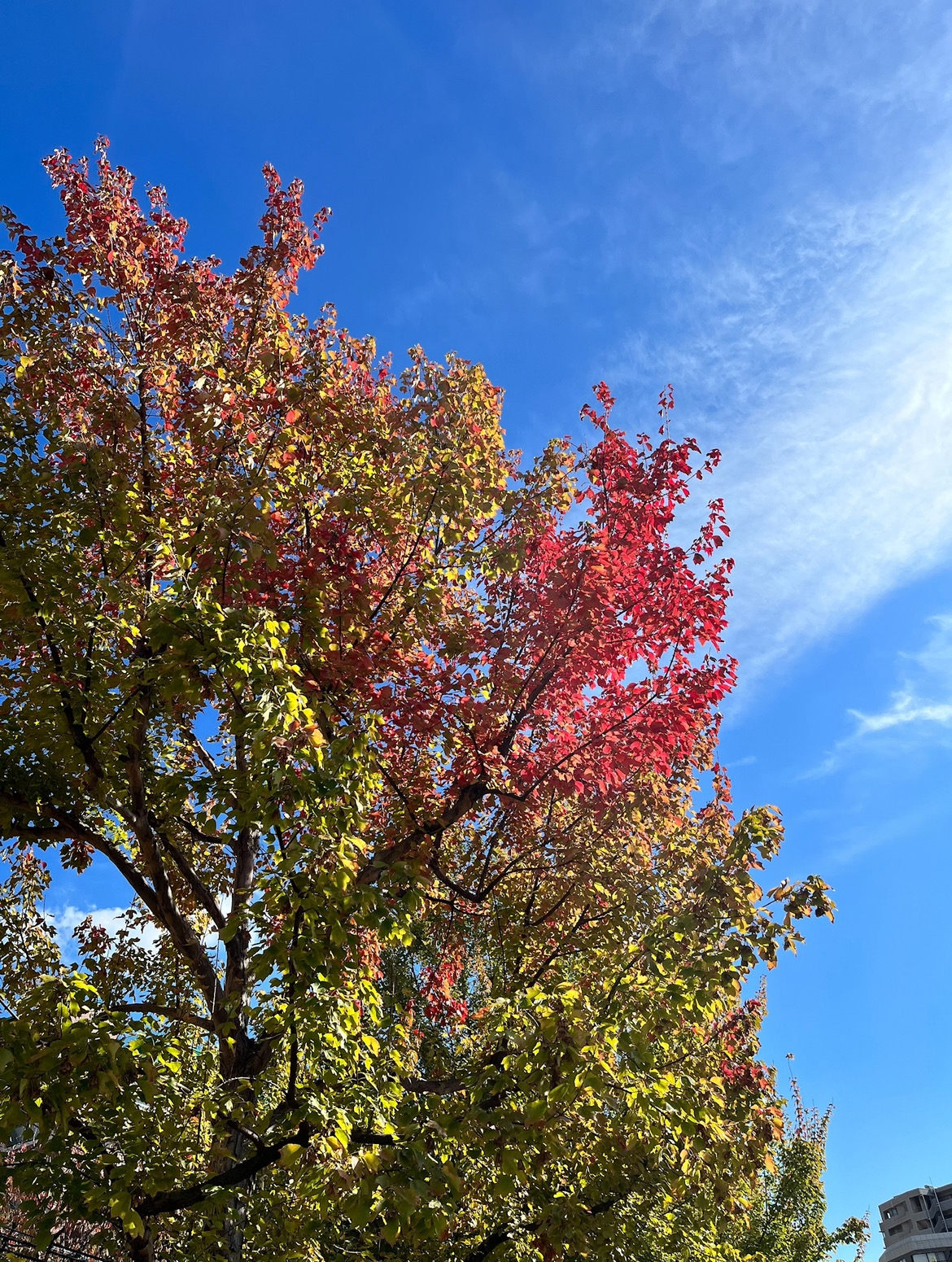 2025年末 冬季休業期間および出荷・配送スケジュールについて／がんこ本舗