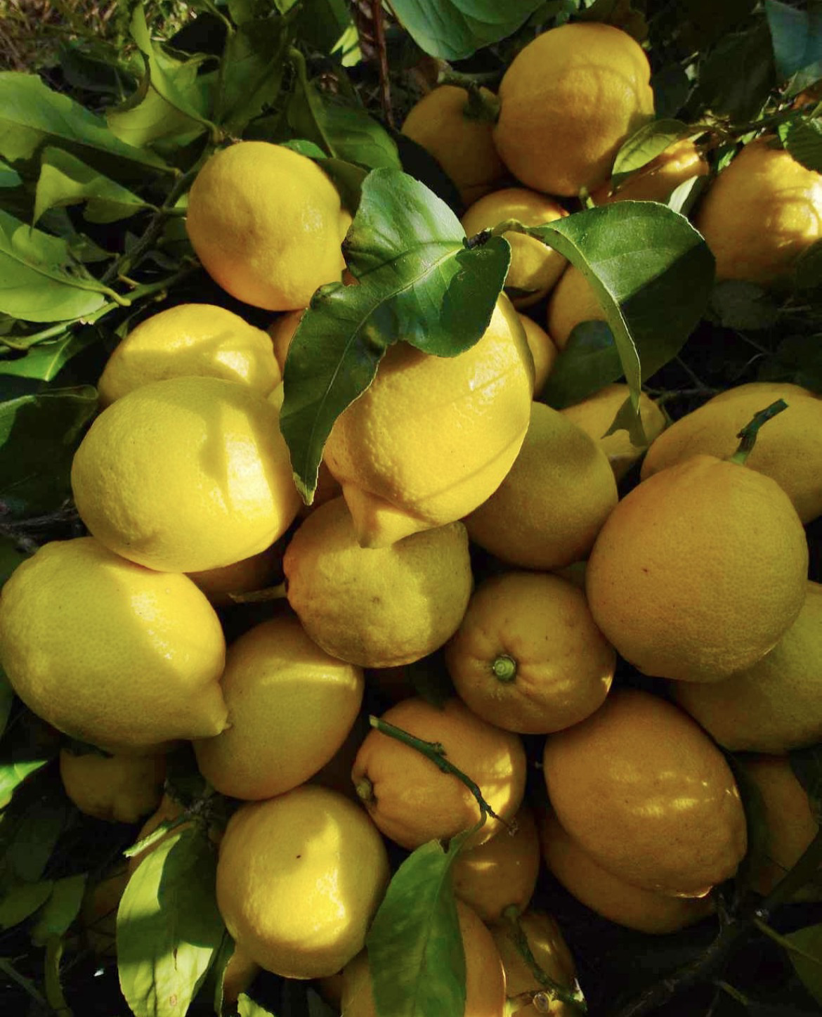 広島　尾道　生地島　瀬戸田町　レモン　れもんだにのうえん　自然栽培　アロマ　精油　蒸留　地域洗剤　がんこ本舗　dochaku　