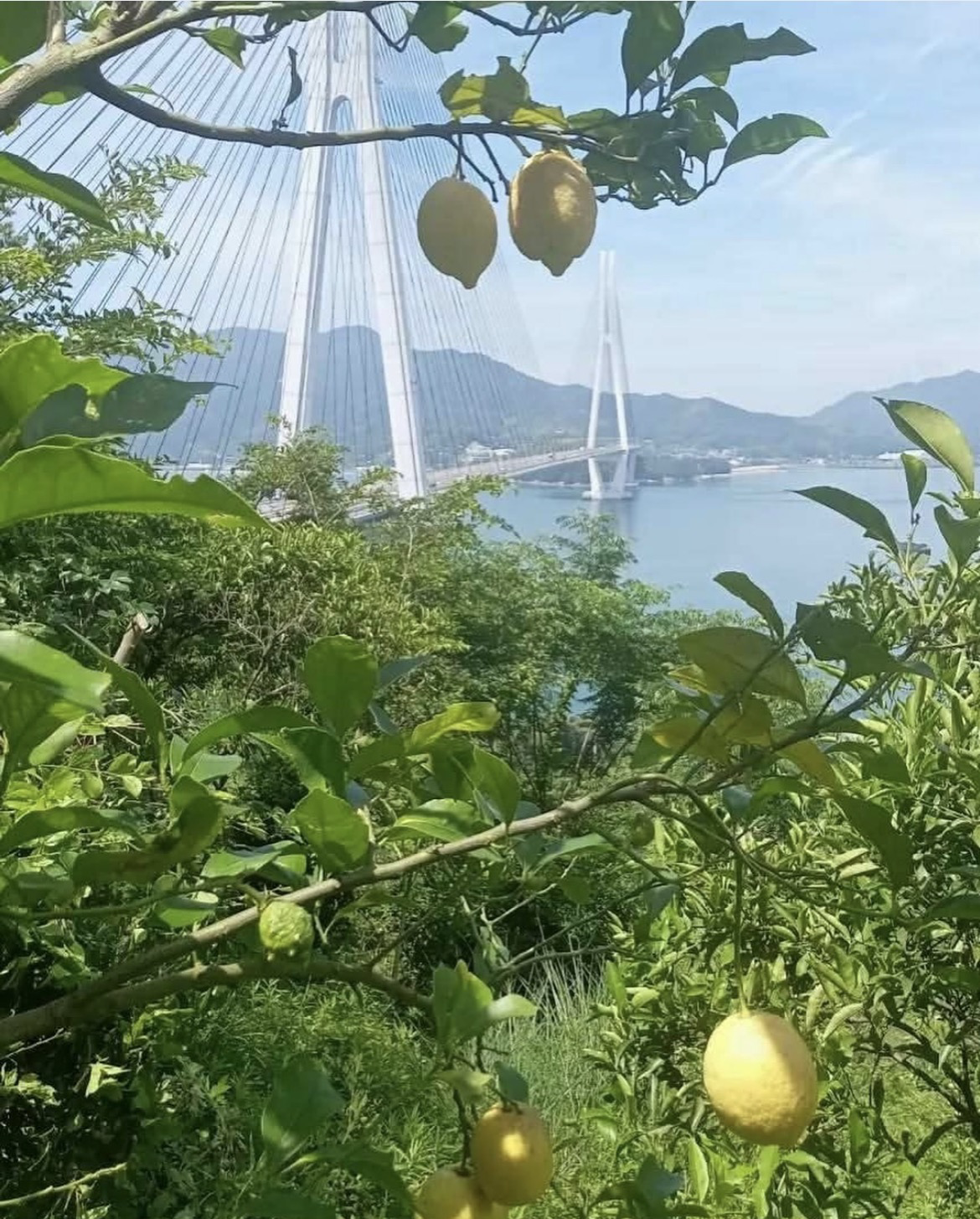 広島　尾道　生地島　瀬戸田町　レモン　れもんだにのうえん　自然栽培　アロマ　精油　蒸留　地域洗剤　がんこ本舗　dochaku　