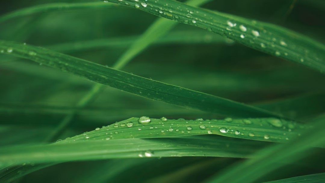 海を想うShampoo HERBALCITRUS Neptune ハーブ ニオイテンジクアオイ 柑橘 アロマ 精油 海へ… がんこ本舗 週に1日は、海を想って。